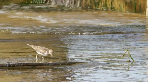Actitis hypoleucos / common sandpiper in natural habitat Stock Footage 40366659