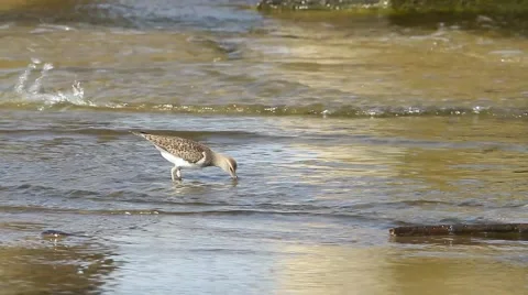 Actitis hypoleucos / common sandpiper in natural habitat Stock Footage 40366697