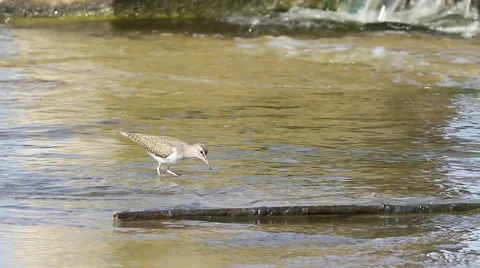 Actitis hypoleucos / common sandpiper in natural habitat Stock Footage 40366699