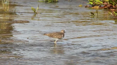Actitis hypoleucos / common sandpiper in natural habitat Stock Footage 40366704