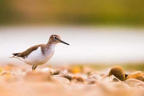 Actitis hypoleucos Stock Photos