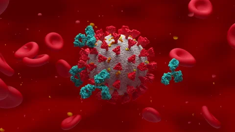 Activated antibody attack Covid-19 coronavirus 3d rendered animation Stock Footage 150547000