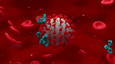 Activated antibody attack Covid-19 coronavirus around red blood cells Stock Footage 204997144