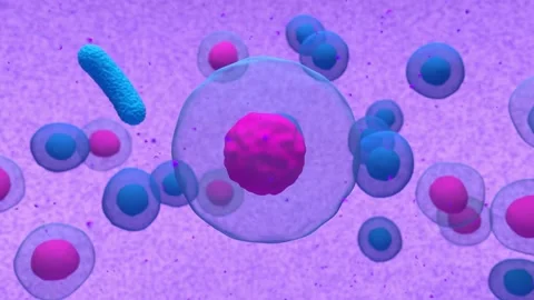 Activated b-cell dividing and emitting antibody Stock Footage 204997600