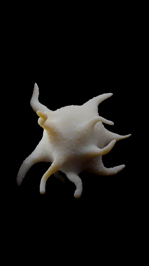 Activated platelets 库存影片 284048208