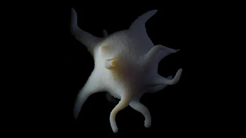 Activated platelets Vidéo 284048211