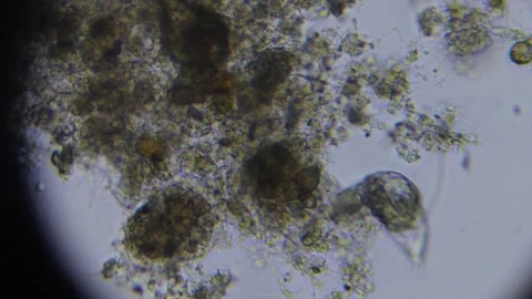 Activated sludge Stock Footage 82617084