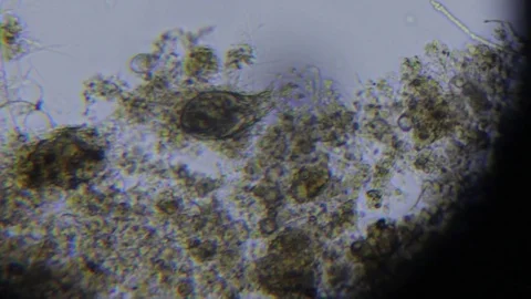 Activated sludge Stock Footage 82617169