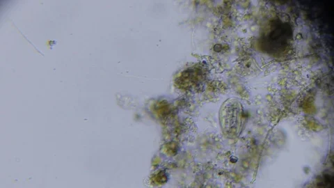 Activated sludge Stock Footage 82617226