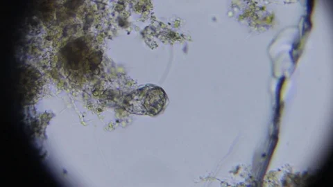 Activated sludge Stock Footage 82617424