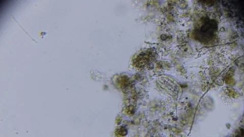 Activated sludge Stock Footage 82617778