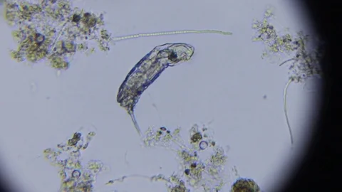 Activated sludge Stock Footage 82618081