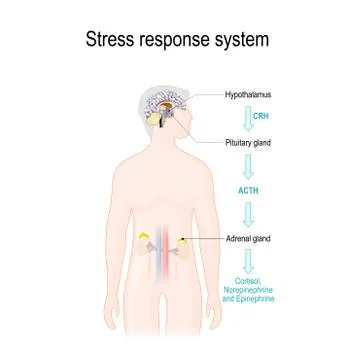 Activation of the stress response system Stock Illustration