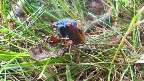 Active 17-year Cicada in Illinois Stock Footage 306411874