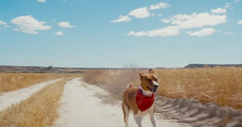 Active adventure dog run happy on road in field Stock Footage 277219926