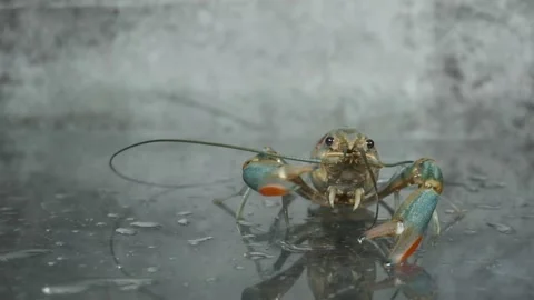 Active Alive Lobster Stock Footage 133969039