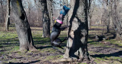 Active American pit bull terrier with cute pink collar jumps high up trunk of Video stock 200059810