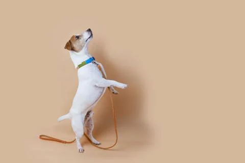Active and agile dog jumping high on solid color background Stock Photos