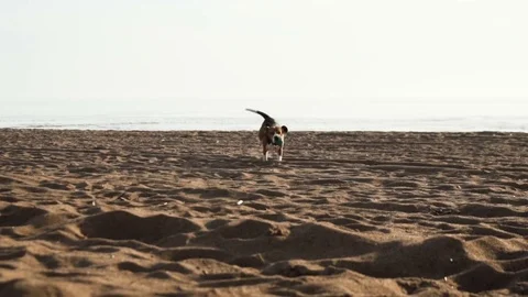 Active and energetic pet dog beagle run fast, play lively with ball during Stock Footage 76508034