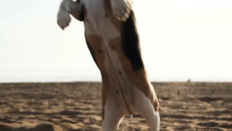 Active and energetic pet dog beagle run fast, play lively with ball during Stock Footage 76508244