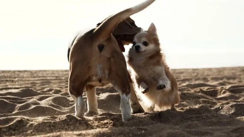 Active and energetic pet dog beagle run fast, play lively with ball during Stock Footage 76508534