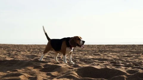 Active and energetic pet dog beagle run fast, play lively with ball during Stock Footage 76508774