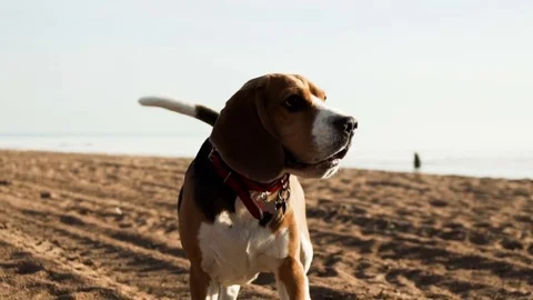 Active and energetic pet dog beagle run fast, play lively with ball during Stock Footage 76509106
