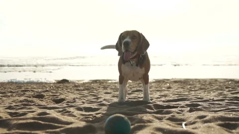 Active and energetic pet dog beagle run fast, play lively with ball during Stock Footage 76582125