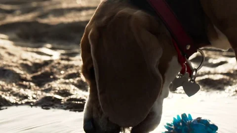 Active and energetic pet dog beagle drink water while playing with ball during Stock Footage 76582311