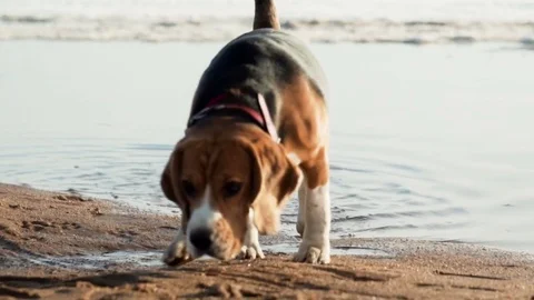 Active and energetic pet dog beagle run fast, play lively with ball during Stock Footage 76582386