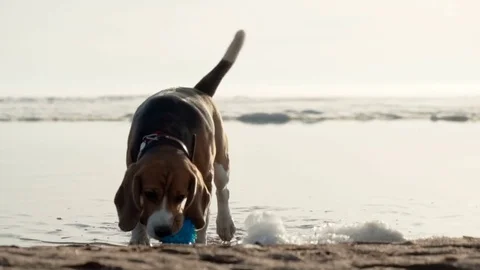 Active and energetic pet dog beagle run fast, play lively with ball during Stock Footage 76582549