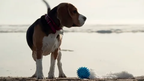 Active and energetic pet dog beagle run fast, play lively with ball during Stock Footage 76582677