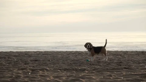 Active and energetic pet dog beagle run fast, play lively with ball during Stock Footage 76673207