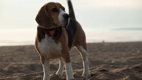 Active and energetic pet dog beagle run fast, play lively with ball during Stock Footage 76673237