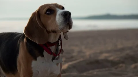 Active and energetic pet dog beagle run fast, play lively with ball during Stock Footage 76673474