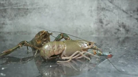 Active and rest crayfish Stock Footage 133968914