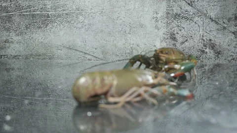 Active and rest crayfish Stock Footage 133968947
