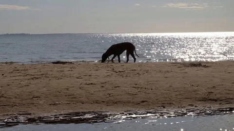 Active athletic dog running at the sea Stock Footage 103438940