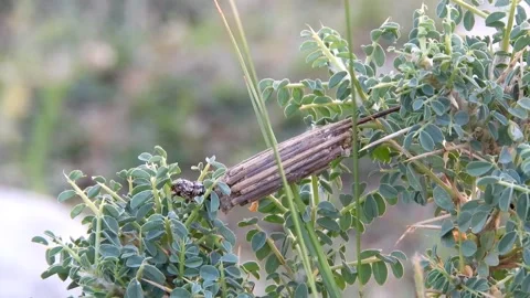 Active Bagworm Caterpillar Crawling On Plant Leaf In Protective Camouflage Case Stock Footage 345488123