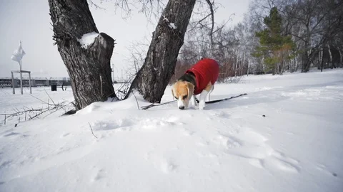 Active Beagle dog walking in the Park near the river on a winter day Stock Footage 116674011