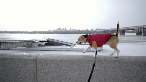 Active Beagle dog walking in the Park near the river on a winter day Stock Footage 116674050