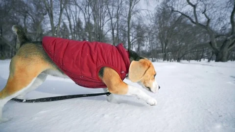 Active Beagle dog walking in the Park near the river on a winter day Stock Footage 116674051