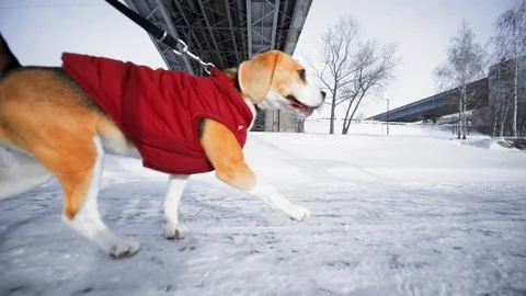 Active Beagle dog walking in the Park near the river on a winter day Stock Footage 116674153