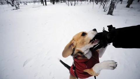 Active Beagle dog walking in the Park near the river on a winter day Stock Footage 116674169