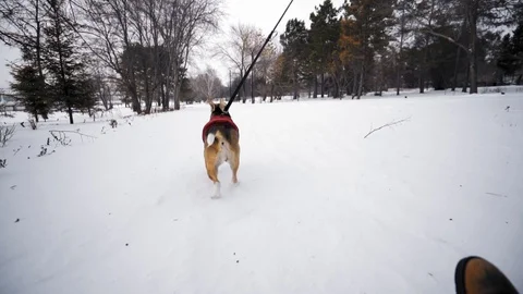 Active Beagle dog walking in the Park near the river on a winter day Stock Footage 116674221