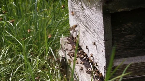 Active beehive - working honey bees Video stock 75926550