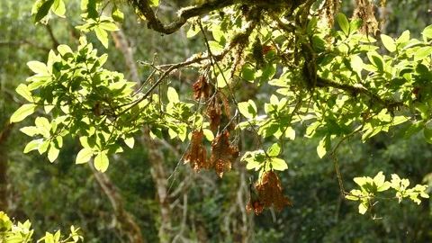 Active bird flame throated warbler in mountains of Costa Rica Stock Footage 126813189