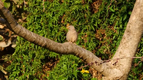 An active bird on a tree. India. 스톡 동영상 271718105