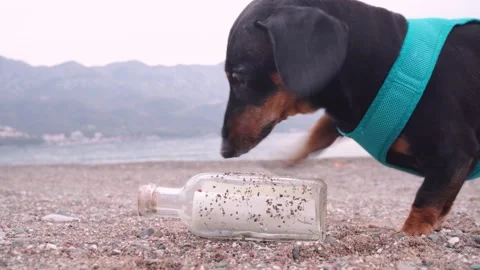Active black and tan dachshund dog in blue harness digs out of the sand clear Stock Footage 135381562
