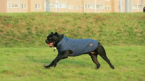 Active Black Cane Corso Dog Play Running Jumping With Plate Toy Outdoor In Park Stock Footage 159309258